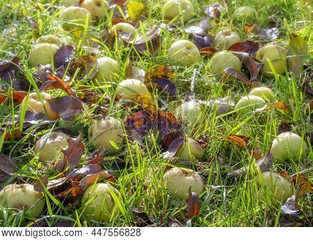 Yellow Apples Of The Antonovka Variety Lie On The Ground On The Green Grass In Late Autumn In A Fiel