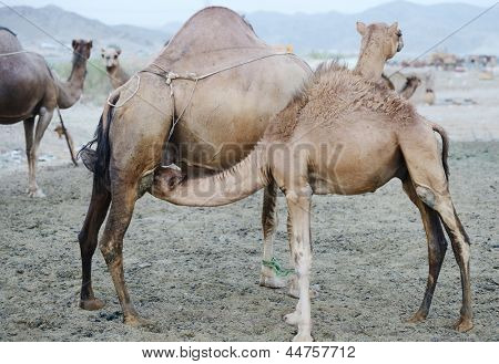 Camel любящей матери и ребенка