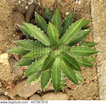 Beautiful Agave Univittata Or The Thorn Crested Centur Plant, A Succulent Plants With A Large Rosett