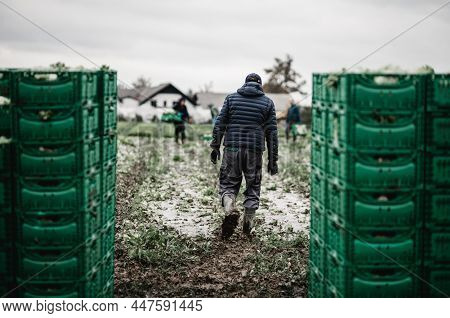 Letuce Heads In Wooden Baskets After Manual Harvest On Organic Letuce Farm. Agriculture And Ecologic