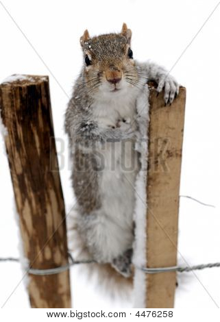 Curioso scoiattolo grigio (sciurus Carolinensis) In The Snow