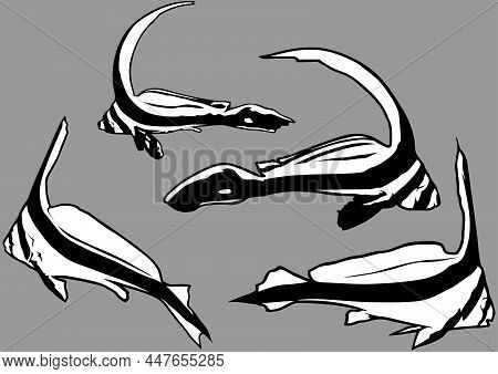 Set Of Four Drawings With Juvenile Jackknife Fish (equetus Lanceolatus)  - Black Illustrations Isola