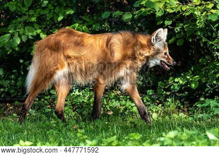 The Maned Wolf, Chrysocyon Brachyurus Is The Largest Canid Of South America. This Mammal Lives In Op