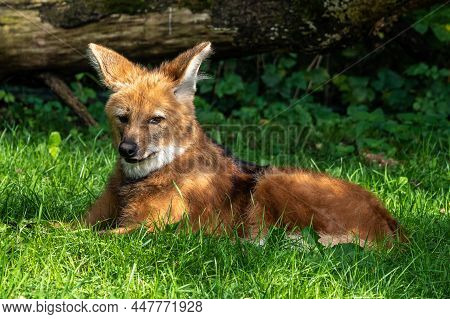 The Maned Wolf, Chrysocyon Brachyurus Is The Largest Canid Of South America. This Mammal Lives In Op