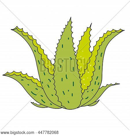 A Simple Vector Illustration Of A Cartoon Aloe In The Style Of Kawaii