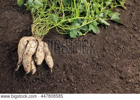 Growing Sweet Potato. White Kind Of Sweet Potato. Sweet Potato On Land With Copy Space.