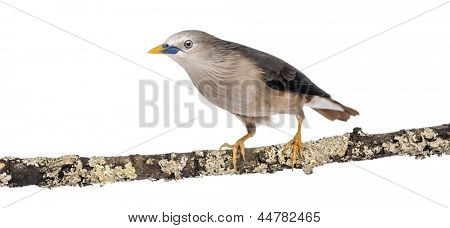 Kaštan sledoval Starling sedí na větvi - Sturnia malabarica