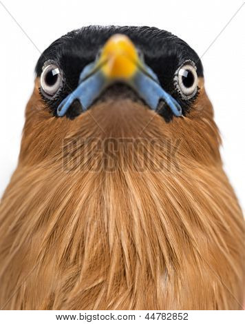 Nærbillede af en Brahminy Myna - Sturnia pagodarum - isoleret på hvid