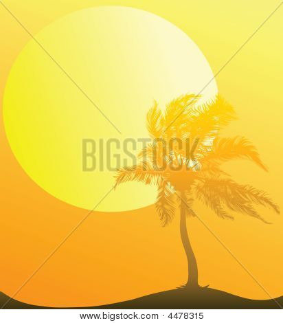 Palm