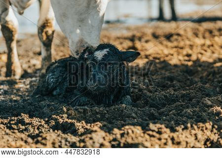 Newborn Calf Lying In The Shade Of Its Mother On A Sunny Day