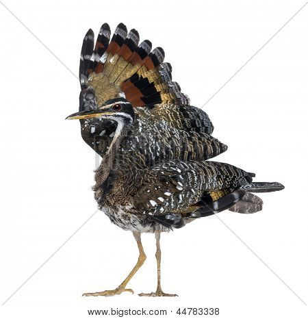 True Sunbittern - Eurypyga helias - isoleret på hvid