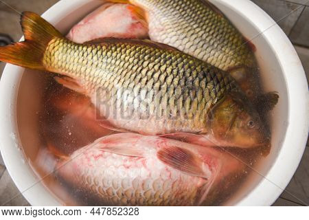 Carp Fish, Fresh Raw Fish On Basin For Cooked Food And Dark Background, Common Carp Freshwater Fish 