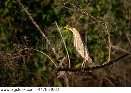 Portrait Of Little Bittern (ixobrychus Minutus) On A Sunny Morning In Summer In Vienna (austria)