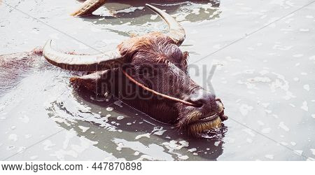 The Asian Wild Water Buffalo Or Bubalis Arnee. A Large Bovine Native To The Indian Subcontinent And 