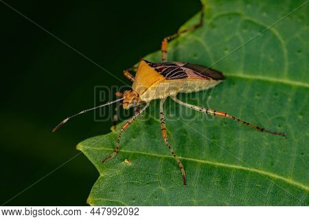 Adult Leaf-footed Bug Of The Genus Hypselonotus