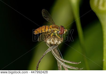 Adult Calligrapher Fly Of The Genus Toxomerus