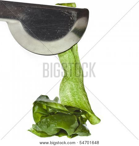 seaweed kelp ( laminaria ) close up isolated on white background