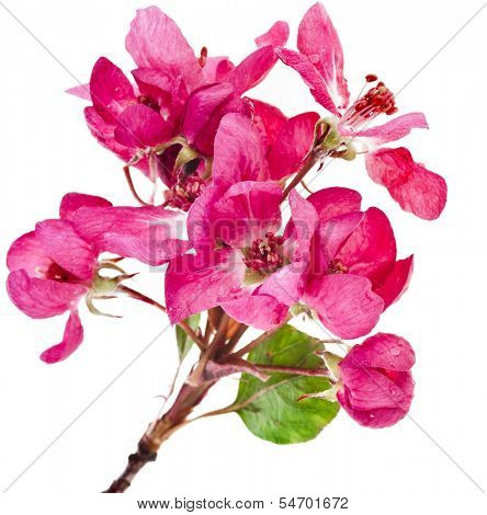Pink cherry blossom (sakura flowers), close up macro shot isolated on a white background 