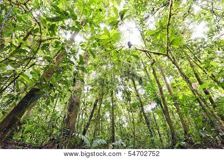 Looking up to the rainforest canopy