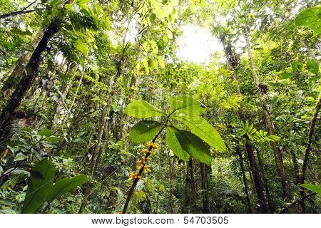 Flowering plant in the rainforest understory