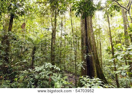 Giant rainforest tree