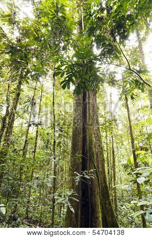 Giant rainforest tree