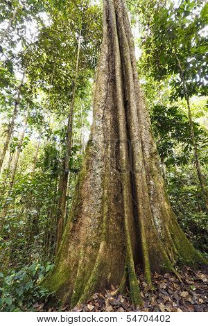 Giant rainforest tree