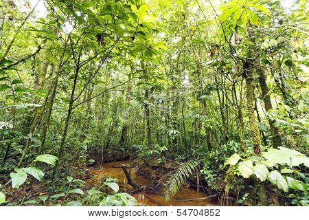 Stream winding through lowland tropical rainforest