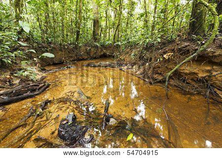 Stream winding through lowland tropical rainforest