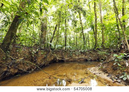 Stream winding through lowland tropical rainforest