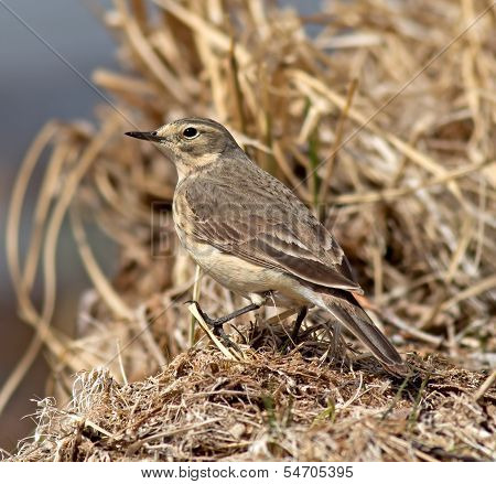 American Pipit