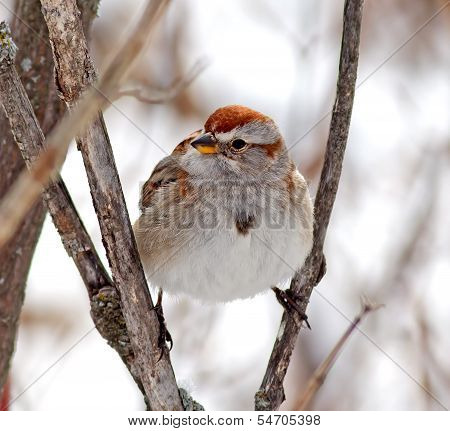 American Tree Sparrow