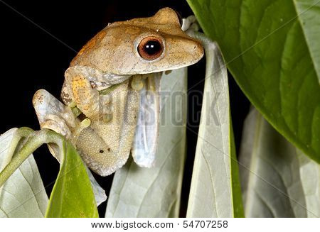 Map treefrog (Hypsiboas geographicus)