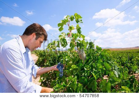Winemaker oenologist checking Tempranillo wine grapes ready for harvest in Mediterranean