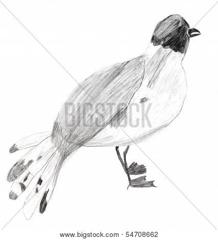 Children Drawing - Sterna Bird