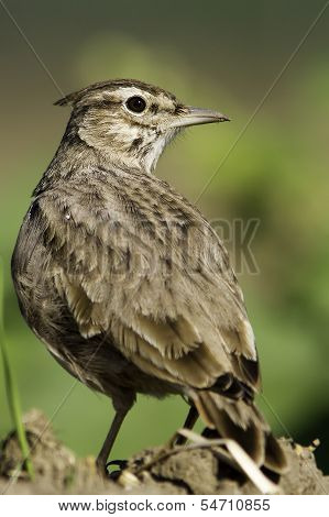 Crested Lark close-up / Galerida cristata
