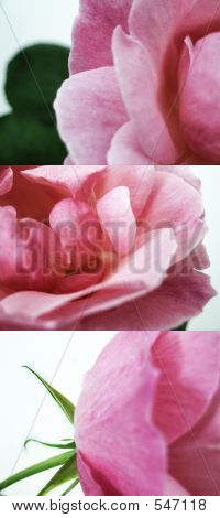 Split Rose