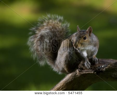 Lofty Squirrel