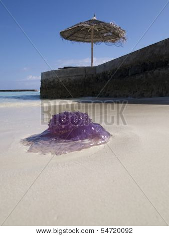 Beached Jellyfish