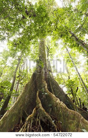 Large tree in primary tropical rainforest