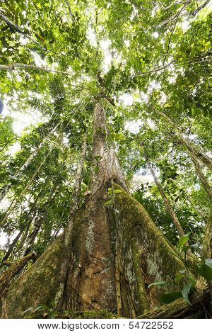 Large tree in primary tropical rainforest