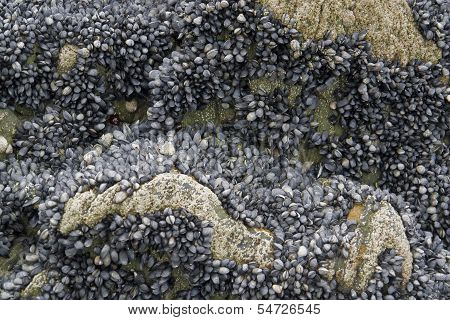 Rock And Clams