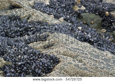 Rock And Clams