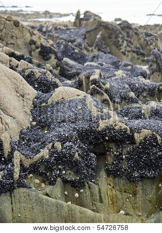 Rock And Clams