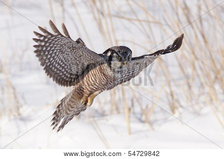 northern hawk owl