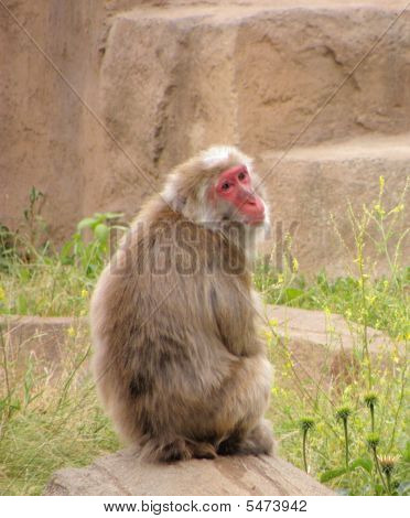 Einsame Monkey Rückblick
