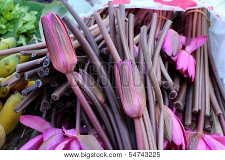 Lotus Stem