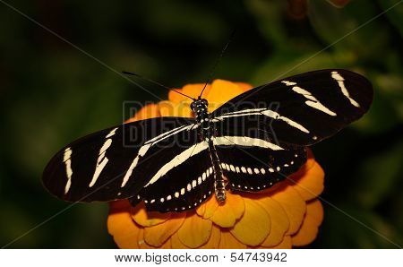 Black and white zebra longwing butterfly