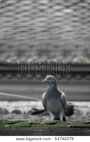 Pigeon Bird