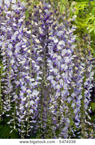 Wisteria Sinensis
